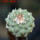 STROMBOCACTUS esperanzae var. nova long spines, SN 2014.0201, 5 cm pot, 2,2 cm SEEDLING