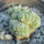 LOPHOPHORA alberto-vojtechii f. cristata, 8 cm pot, grafted