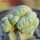 LOPHOPHORA alberto-vojtechii f. cristata, 8 cm pot, grafted