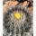 COPIAPOA  x C. scopulina GCG 15037, copyright Gerardo, illustrative photo