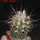 COPIAPOA bridgesii PTT02 (APT), Cerro Chanaral, 5 cm pot, SEEDLING