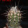 COPIAPOA bridgesii PTT02 (APT), Cerro Chanaral, 5 cm pot, SEEDLING