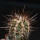 COPIAPOA bridgesii PTT02 (APT), Cerro Chanaral, 5 cm pot, SEEDLING