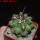 COPIAPOA  x C. scopulina GCG 15037, 5 cm pot, SEEDLING