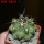 COPIAPOA  x C. scopulina GCG 15037, 5 cm pot, SEEDLING