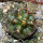 COPIAPOA echinoides f. aureo - armata GCG 16868, 5 cm pot, SEEDLING