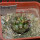 COPIAPOA echinoides f. aureo - armata GCG 16868, 5 cm pot, SEEDLING