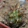 COPIAPOA echinoides f. aureo - armata GCG 16868, 5 cm pot, SEEDLING