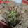 COPIAPOA echinoides f. aureo - armata GCG 16868, 5 cm pot, SEEDLING