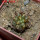 COPIAPOA echinoides f. aureo - armata GCG 16868, 5 cm pot, SEEDLING