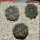 COPIAPOA calderana GCG 15281, 6 cm pot, 3 pcs. SEEDLINGS