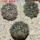 COPIAPOA calderana GCG 15281, 6 cm pot, 3 pcs. SEEDLINGS