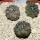 COPIAPOA calderana GCG 15281, 6 cm pot, 3 pcs. SEEDLINGS