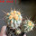 COPIAPOA gigantea PTT 30, 8 cm pot, 3 pcs. SEEDLINGS