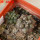 COPIAPOA cinerea f. australis GCG 16796, 5 cm pot, 2 pcs. SEEDLINGS