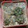 COPIAPOA cinerea var. horrida GCG 16793, 5 cm pot, 3 pcs. SEEDLINGS