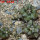 COPIAPOA cinerea var. horrida GCG 16793, 5 cm pot, 3 pcs. SEEDLINGS