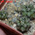 COPIAPOA cinerea var. horrida GCG 16793, 5 cm pot, 3 pcs. SEEDLINGS