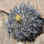 COPIAPOA griseoviolacea GCG 15033, copyright Gerardo, illustrative photo