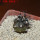 COPIAPOA griseoviolacea GCG 15033, Ruta 532, mountain form, 5 cm pot, SEEDLING