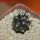 COPIAPOA griseoviolacea GCG 15033, Ruta 532, mountain form, 5 cm pot, SEEDLING