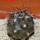 COPIAPOA griseoviolacea GCG 15033, Ruta 532, mountain form, 5 cm pot, SEEDLING