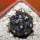 COPIAPOA griseoviolacea GCG 15033, Ruta 532, mountain form, 5 cm pot, SEEDLING