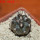 COPIAPOA griseoviolacea GCG 15033, Ruta 532, mountain form, 5 cm pot, SEEDLING