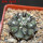 COPIAPOA columna - alba GCG 15015,  L35 entronque 2., 5 cm pot, SEEDLING 