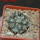 COPIAPOA columna - alba GCG 15015,  L35 entronque 2., 5 cm pot, SEEDLING 