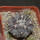 COPIAPOA columna - alba GCG 15015,  L35 entronque 2., 5 cm pot, SEEDLING 