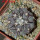 COPIAPOA columna - alba GCG 15015,  L35 entronque 2., 5 cm pot, SEEDLING 