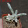 ASTROPHYTUM caput-medusae x ASTROPHYTUM myriostigma cv. Onzuko, F1, 6 cm pot, grafted 