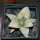 ARIOCARPUS retusus x fissuratus f. varigata F2 ex Pavlík, 7 cm pot, SEEDLING