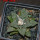 ARIOCARPUS fissuratus, 7 cm pot, SEEDLING 