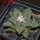 ARIOCARPUS fissuratus, 7 cm pot, SEEDLING 