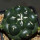 CORYPHANTHA elephantides cv. Tanshi Zougemaru f. inermis, illustrative photo