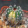 UEBELMANNIA pectinifera var. pectinifera f. variegata, 6 cm pot, SEEDLING