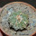 AZTEKIUM ritteri, 2,3 cm, 5 cm pot, SEEDLING