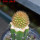 BRACHYCEREUS nesioticus, clone P1, 8 cm pot, grafted offset