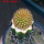 BRACHYCEREUS nesioticus, clone P1, 8 cm pot, grafted offset