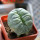 LOPHOPHORA alberto-vojtechii f. cristata, 6 cm pot, grafted