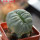 LOPHOPHORA alberto-vojtechii f. cristata, 6 cm pot, grafted