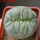 LOPHOPHORA alberto-vojtechii f. cristata, 6 cm pot, grafted