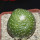 BLOSSFELDIA formosa, 5 cm pot, SEEDLING