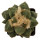 ARIOCARPUS furfuraceus cv. Zonge Batan, illustrative photo