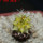 TURBINICARPUS graminispinus f. variegata GCG 12654b ex Gerardo, 4 cm pot, SEEDLING