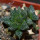 ARIOCARPUS fissuratus cv. Godzilla, 6 cm pot, grafted offset