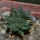 ARIOCARPUS fissuratus cv. Godzilla, 6 cm pot, grafted offset