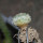 STROMBOCACTUS disciformis ssp. esperanzae VM 291, type form, Xichu, 2,4 cm SEEDLING